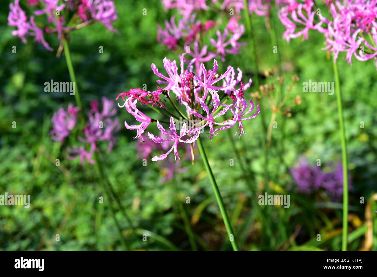 Nerine undulata is a bulbous perennial plant native to southern Africa. Stock Photo