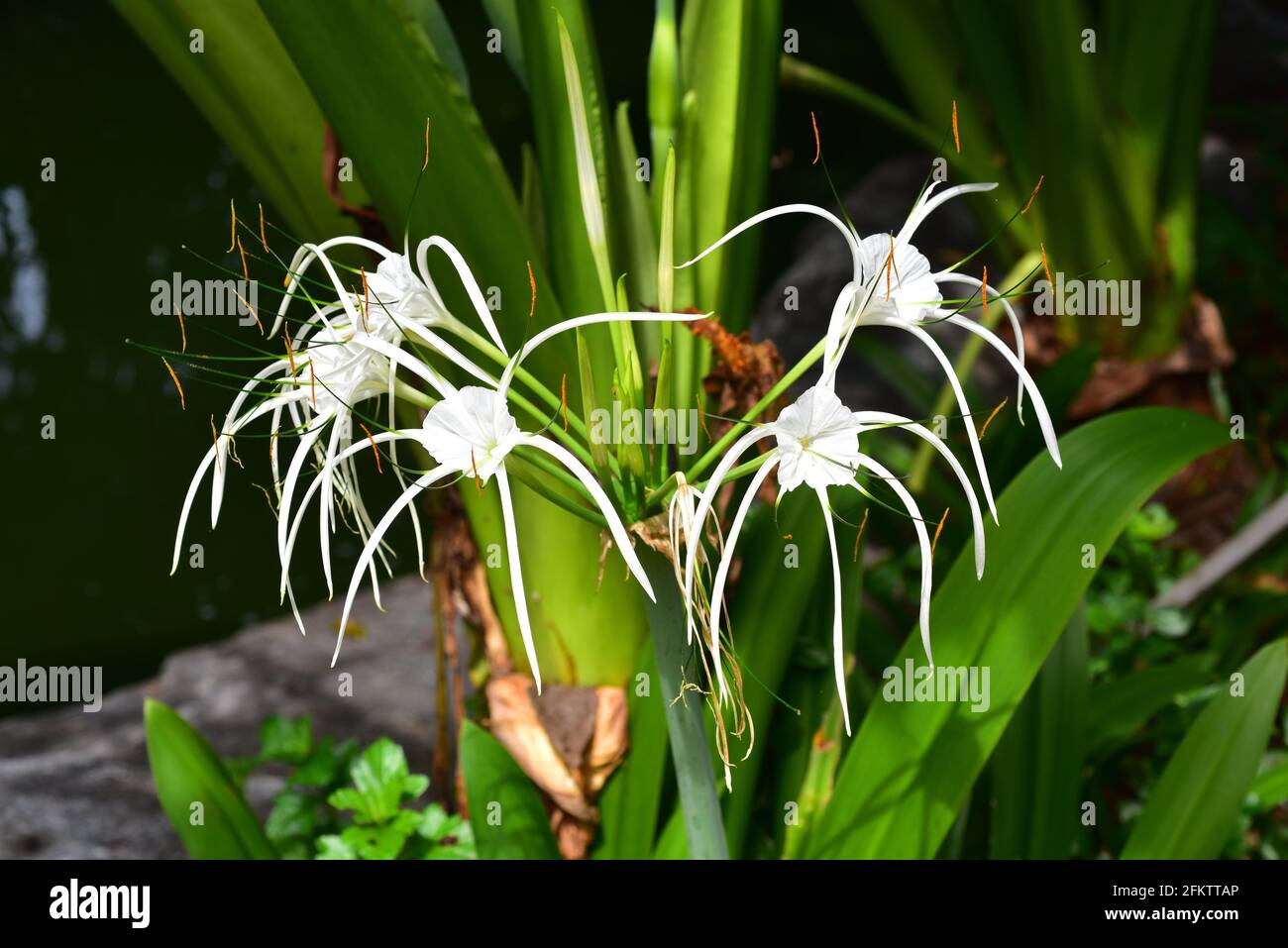 Spider lily or poison bulb (Crinum asiaticum) is a bulbous perennial plant native to tropical Asia. This photo was taken in Phuket, Thailand. Stock Photo