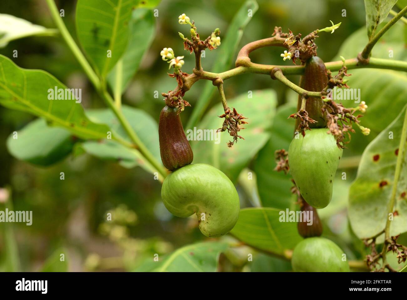 Cashew Tree Anacardium Occidentale Is An Evergreen Small Tree Native To Central America And Northern South America Its Fruits Are Edible This Stock Photo Alamy