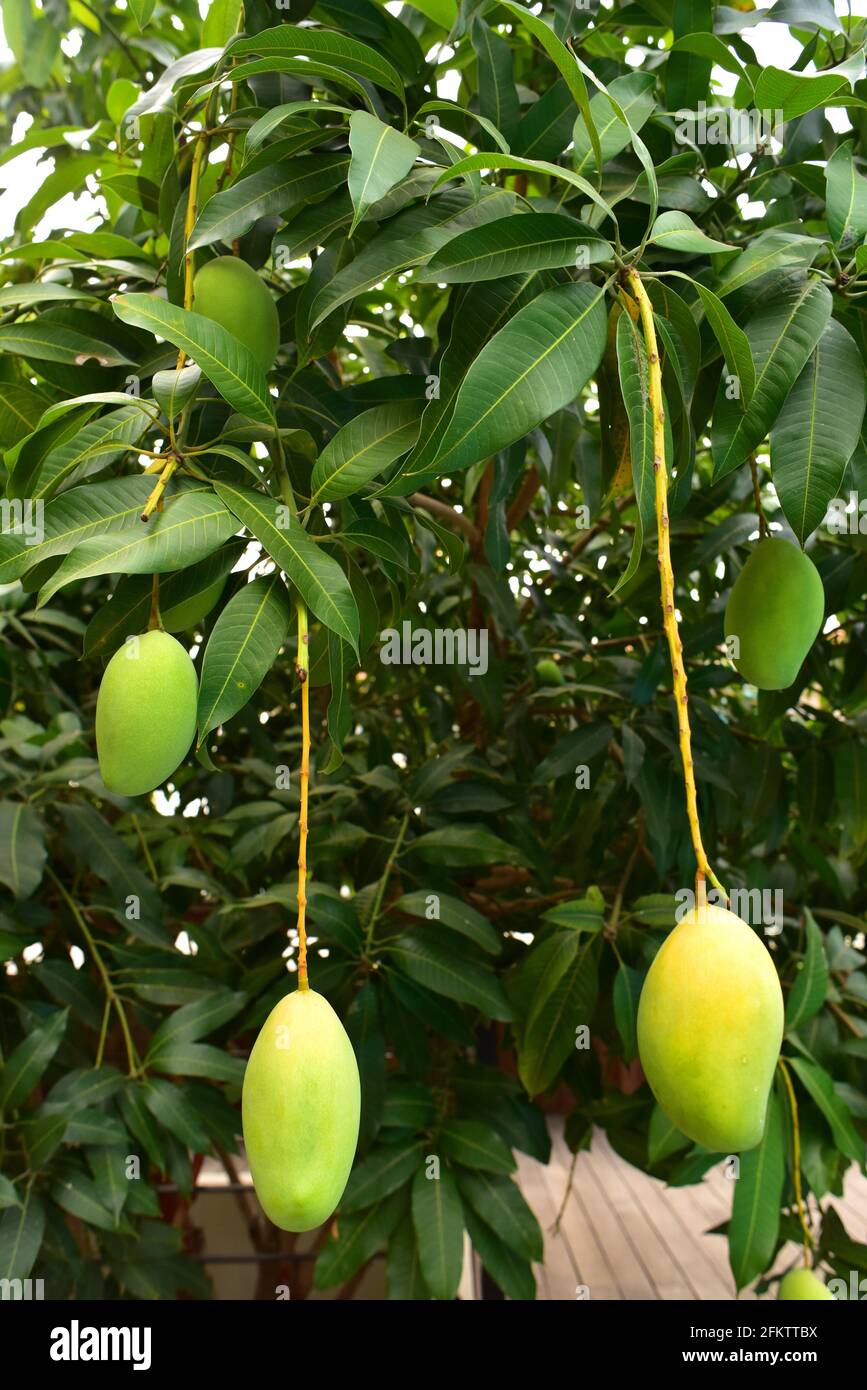 Mango (Mangifera indica) is an evergreen tree widely cultivated for its edible fruits. Is native to India and Indochine. Fruits and leaves detail. Stock Photo