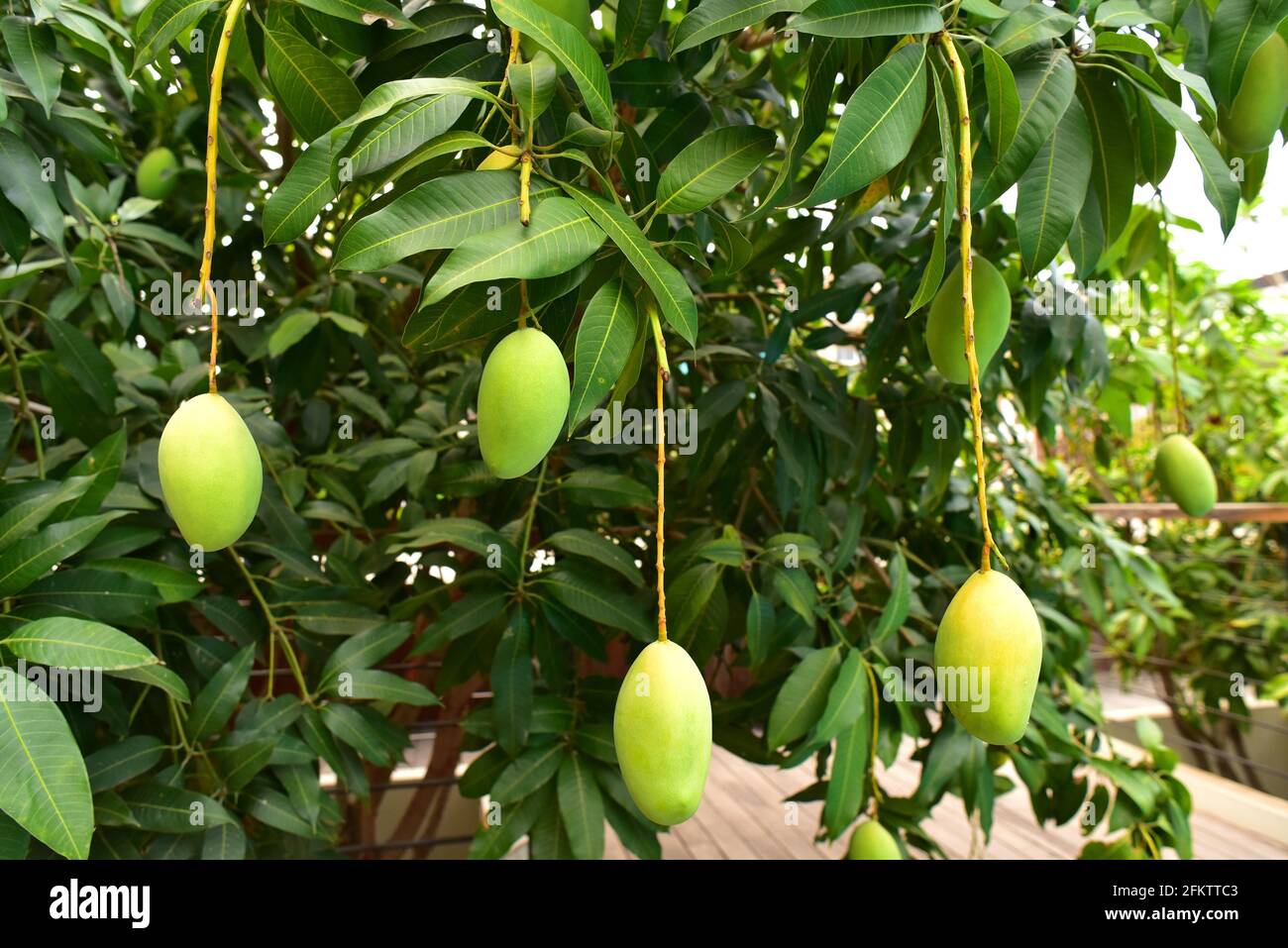 Mango (Mangifera indica) is an evergreen tree widely cultivated for its edible fruits. Is native to India and Indochine. Fruits and leaves detail. Stock Photo