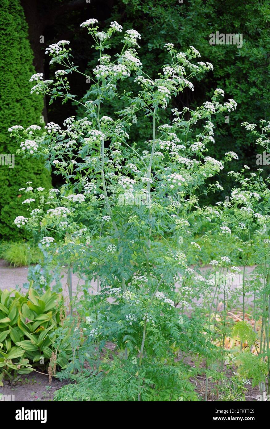 Poison hemlock (Conium maculatum) is a poisonous biennial plant native to Europe and northern Africa. Stock Photo