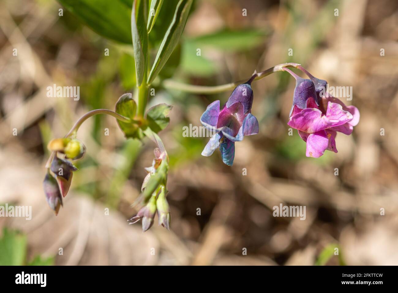 Bitter vetch (Lathyrus linifolius), close up of the wildflower in Oaken Wood, Chiddingfold Forest SSSI, Surrey, England, UK, during April Stock Photo