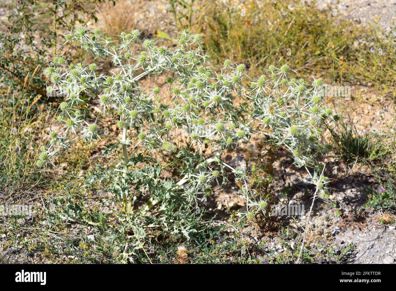 Field eryngo (Eryngium campestre) is a medicinal perennial herb native
