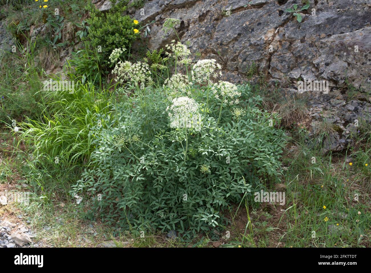 Broad-leaved sermountain (Laserpitium latifolium) is a perennial herb native to Europe. This photo was taken in Añisclo Canyon, Huesca province, Stock Photo