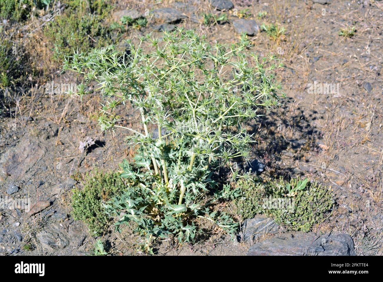 Field eryngo (Eryngium campestre) is a medicinal perennial herb native