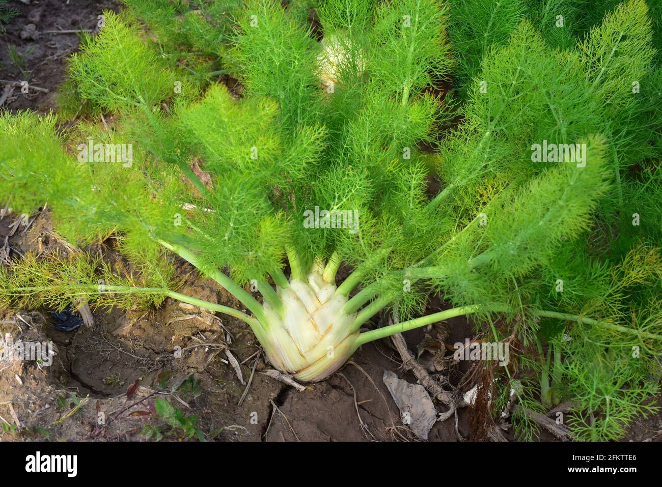 Florence fennel (Foeniculum vulgare azoricum) is a perennial herb aromatic and edible (bulb). This photo was taken in Baix Llobregat, Barcelona Stock Photo