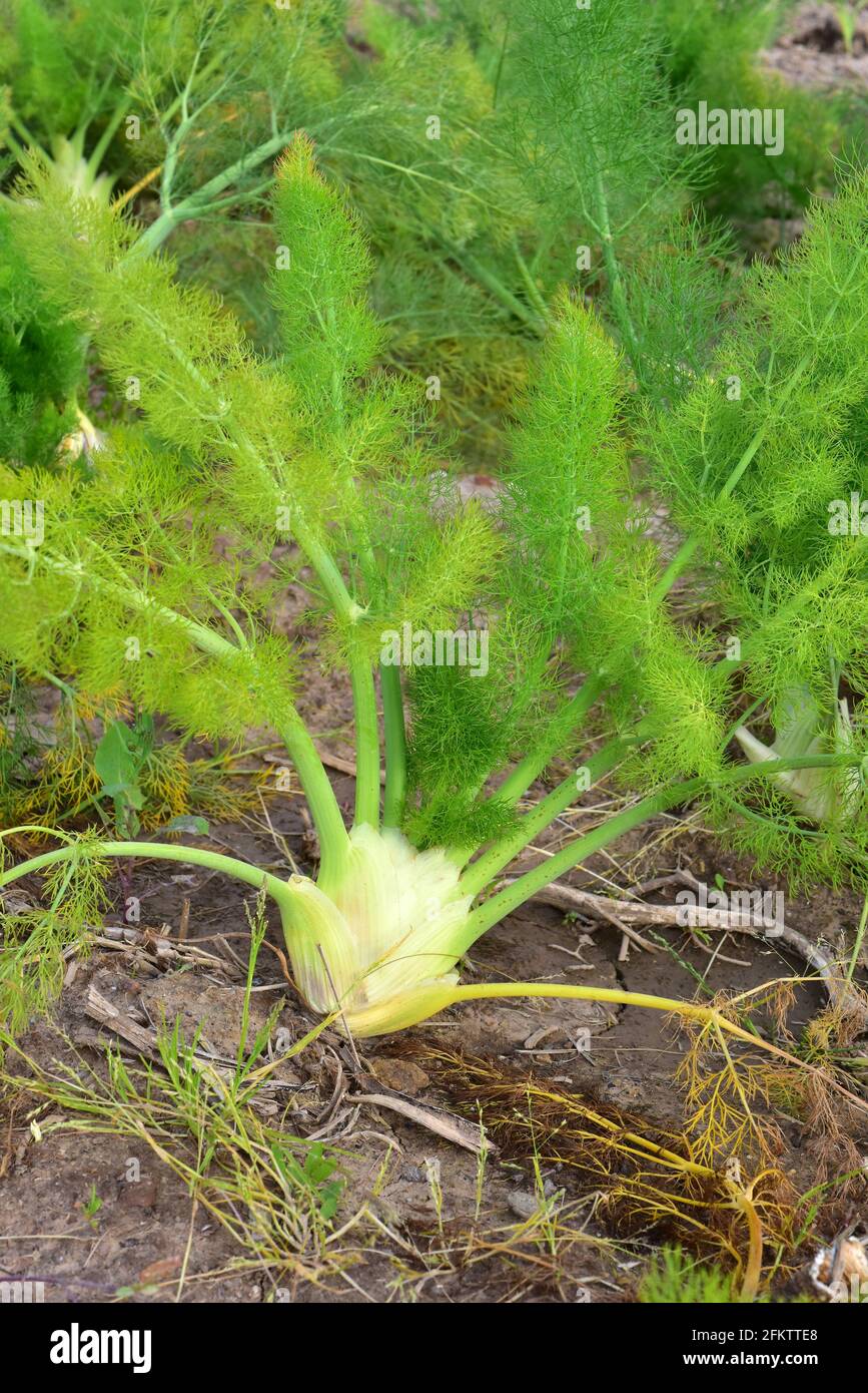 Florence fennel (Foeniculum vulgare azoricum) is a perennial herb aromatic and edible (bulb). This photo was taken in Baix Llobregat, Barcelona Stock Photo