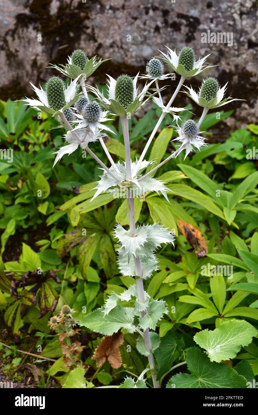 Miss Willmott's ghost (Eryngium giganteum) is a perennial plant netive