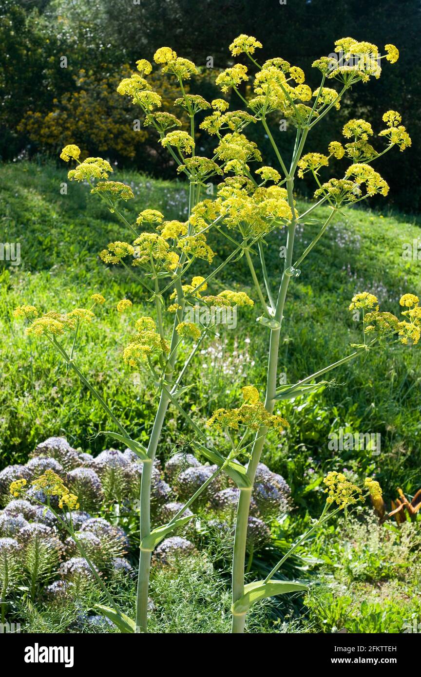 Giant fennel hires stock photography and images Alamy