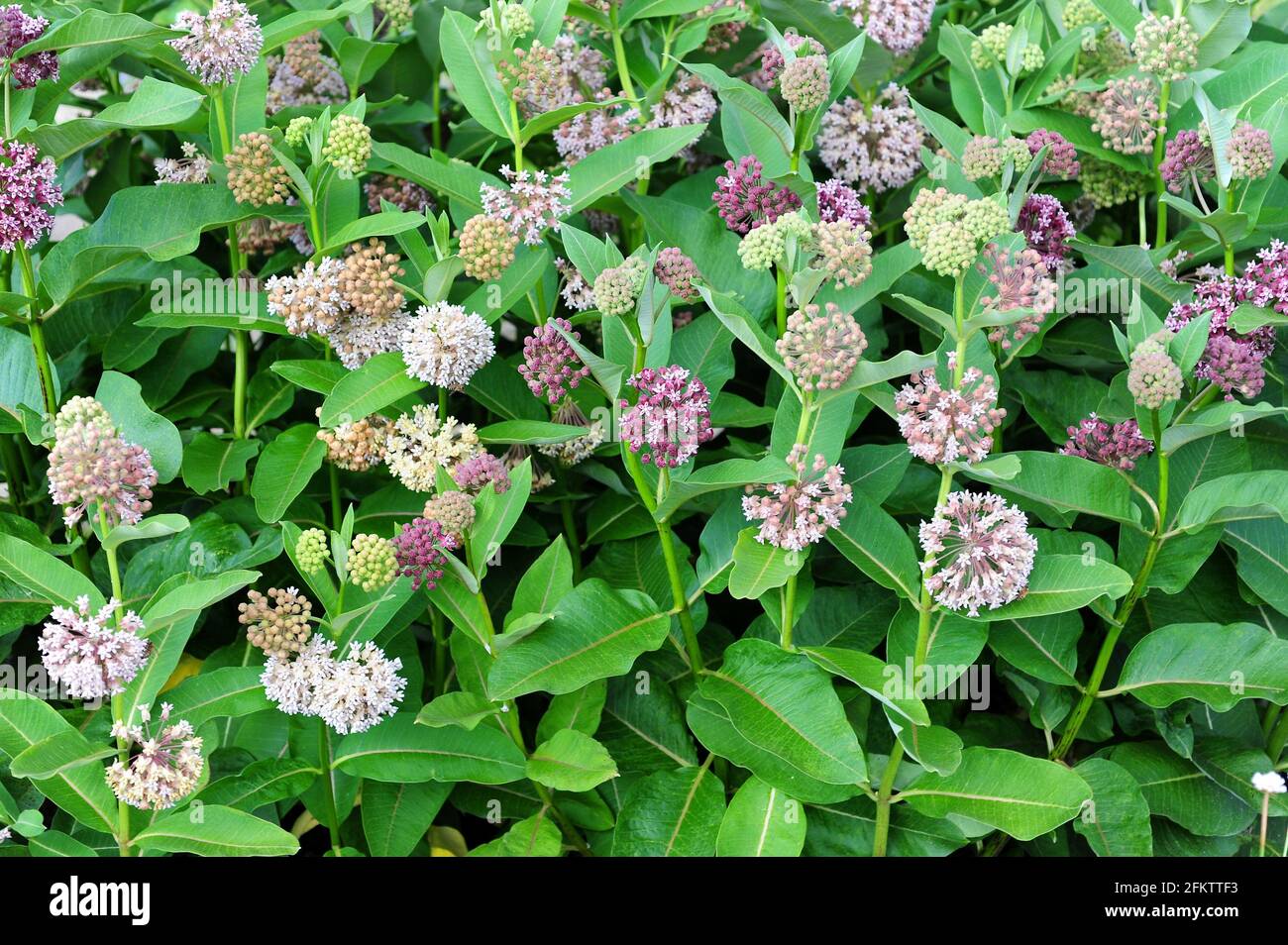 Common milkweed or butterfly flower (Asclepias syriaca) is a poisonous perennial herb native to North America (Canada, USA and Mexico). Polychrome Stock Photo