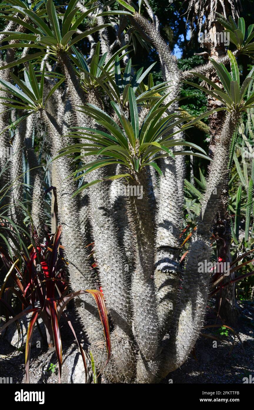 Madagascar palm (Pachypodium lamerei) is a succulent spiny tree endemic to Madagascar. Stock Photo