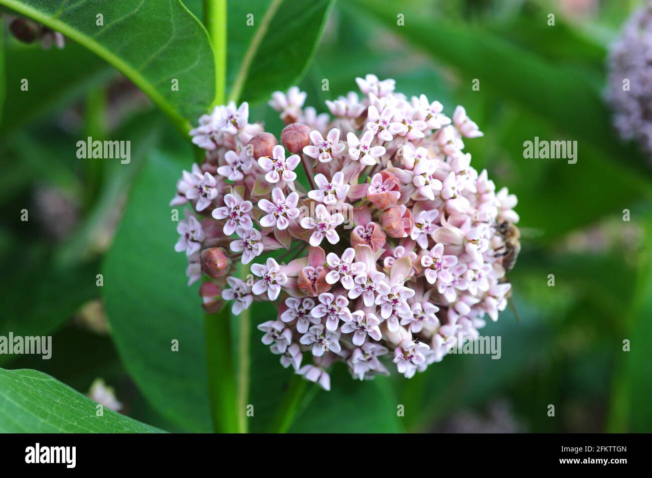 Common milkweed or butterfly flower (Asclepias syriaca) is a poisonous perennial herb native to North America (Canada, USA and Mexico). Inflorescence Stock Photo