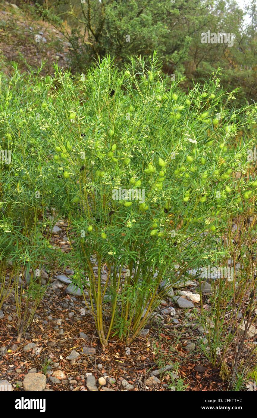Mata de seda (Gomphocarpus fruticosus) is a poisonous shrub native to southern Africa and naturalized in Spain. This photo was taken in Rabos Stock Photo
