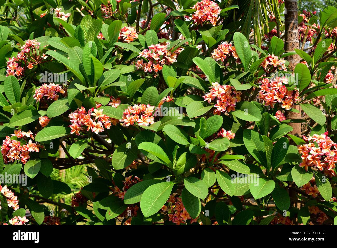 Red plumeria plumeria rubra hires stock photography and images Alamy