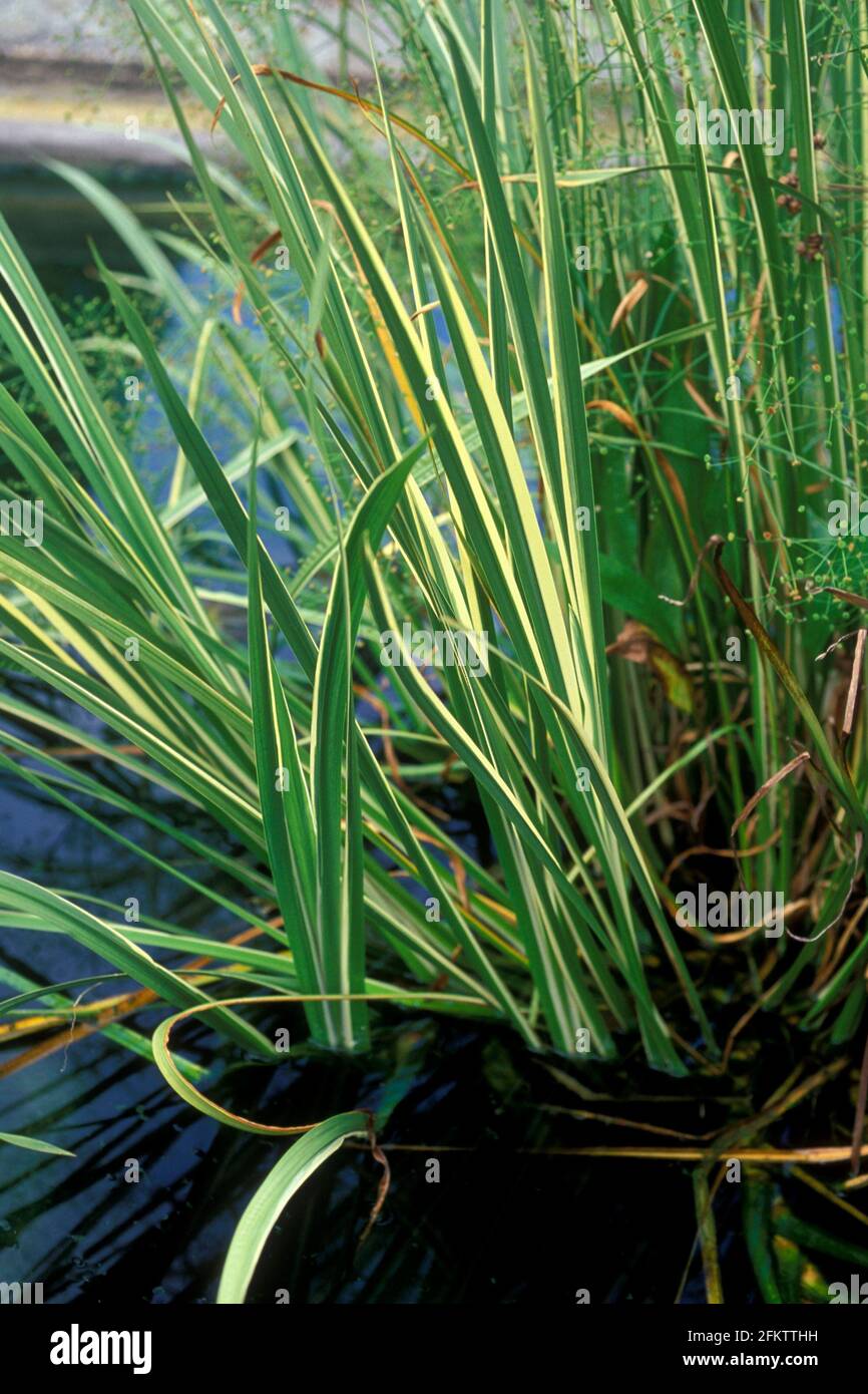 Variegated sweet flag (Acorus calamus variegatus) is a perennial herb