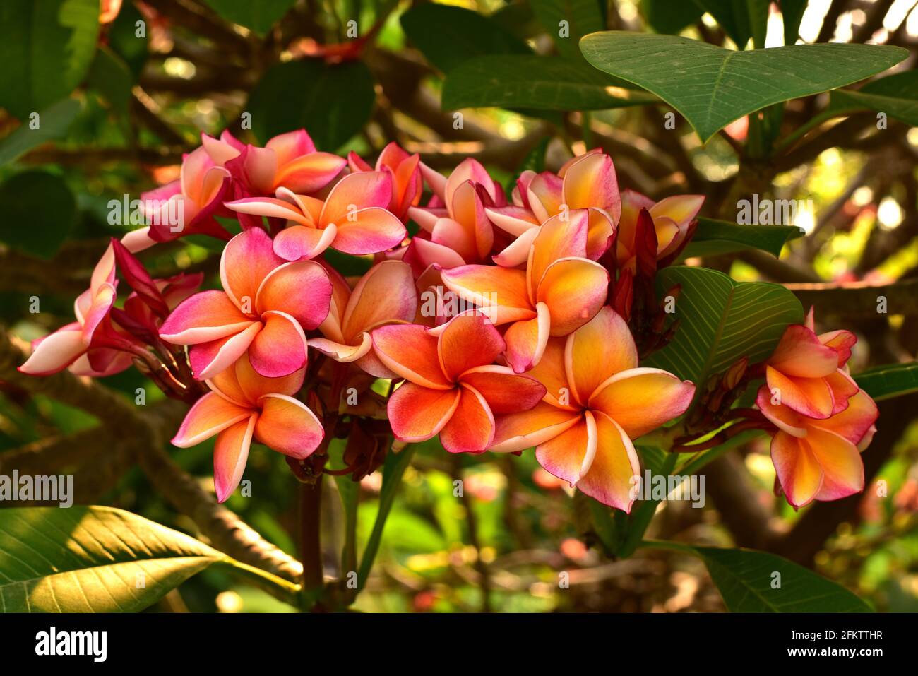 Frangipani (Plumeria rubra) is an ornamental deciduous shrub or small tree native to Central America, Mexico, Colombia and Venezuela but widely Stock Photo