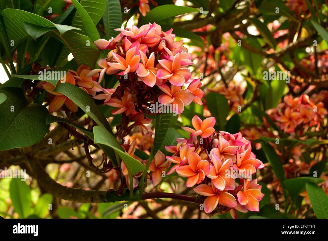 Frangipani (Plumeria rubra) is an ornamental deciduous shrub or small tree native to Central America, Mexico, Colombia and Venezuela but widely Stock Photo