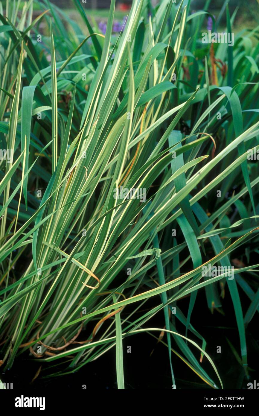 Acorus calamus variegatus hires stock photography and images Alamy