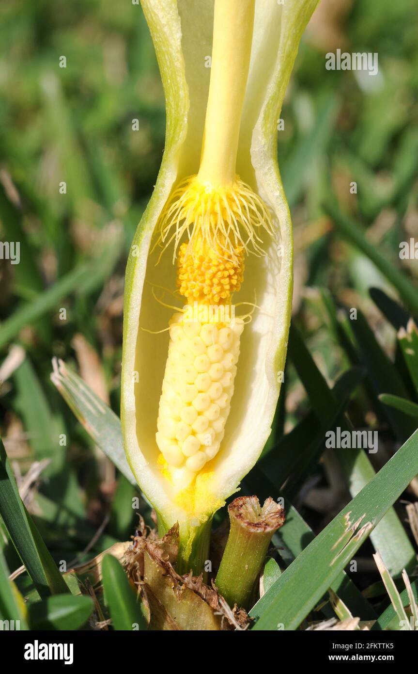 Italian lords-and-ladies (Arum italicum) is a toxic perennial herb native to southern Europe, northern Africa and Middle East. Spathe section showing Stock Photo