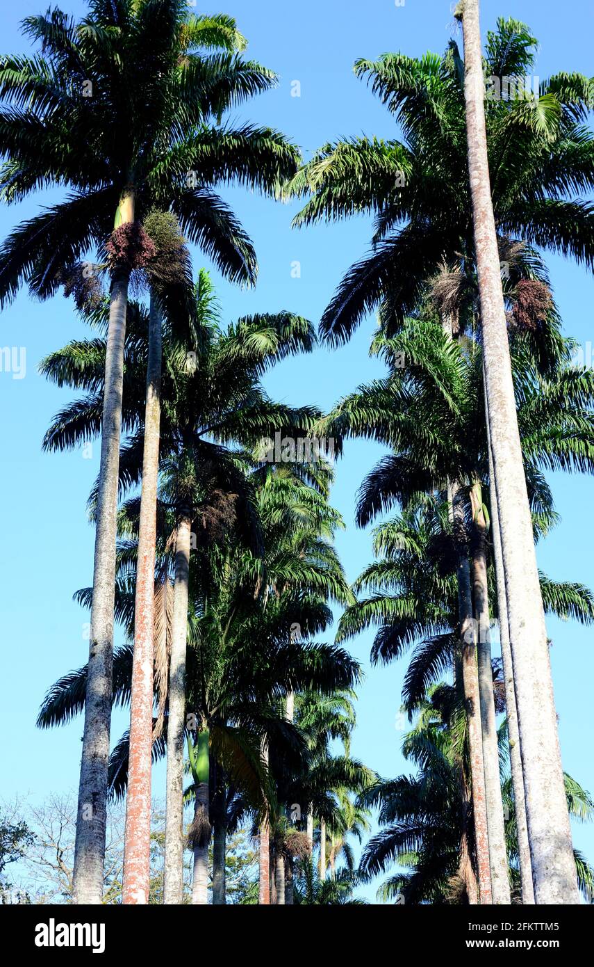 Caribbean royal palm (Roystonea oleracea) is a palm native to Caribbean