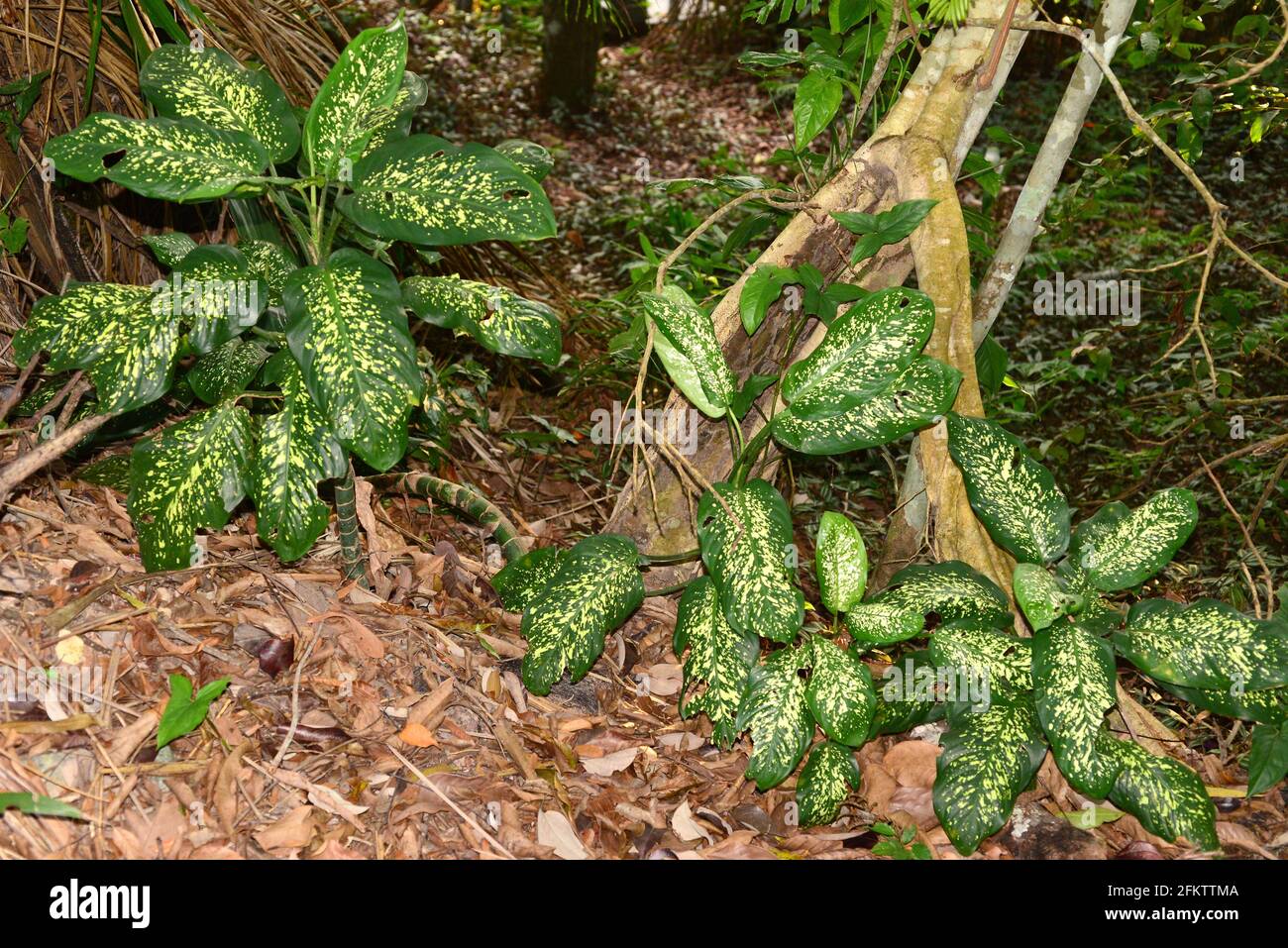 Dumbcane (Dieffenbachia seguine) is a wild perennial plant native to tropical America. This photo was taken in Manaus, Brazil. Stock Photo