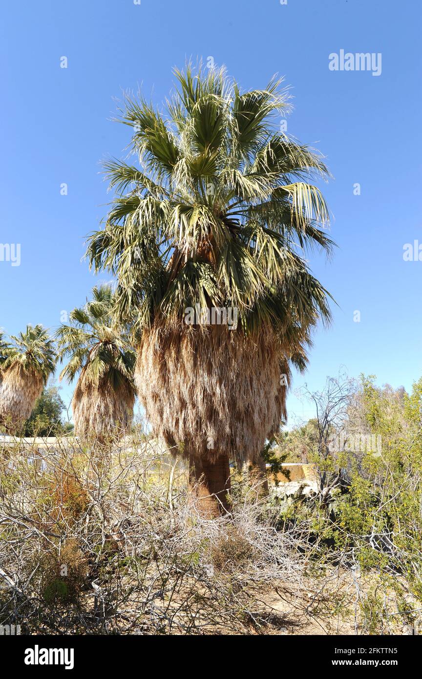 California fan palm (Washingtonia filifera) is a palm native to southwestern USA (California and Arizona) and Baja California (Mexico). Widely Stock Photo