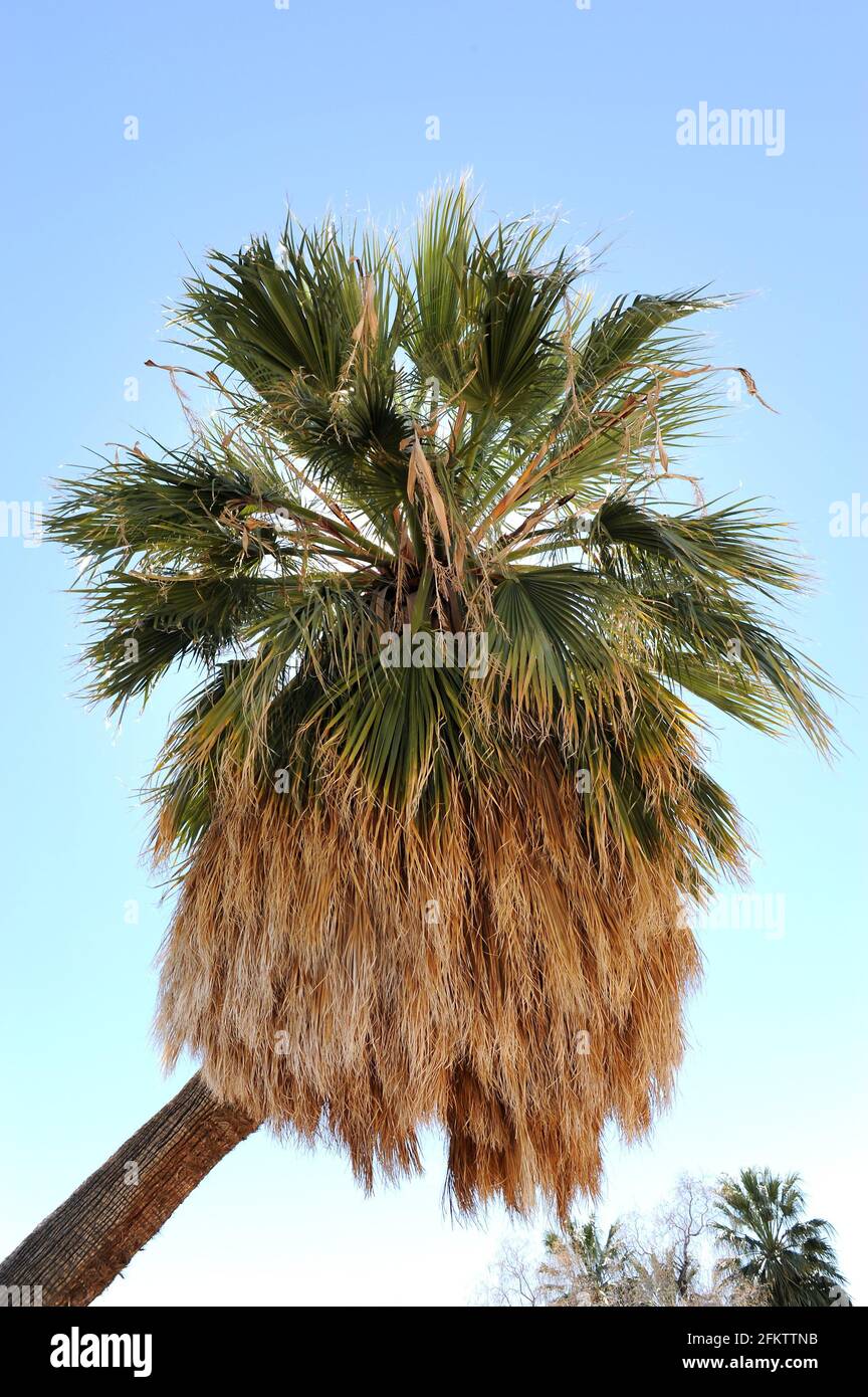California fan cheap palm