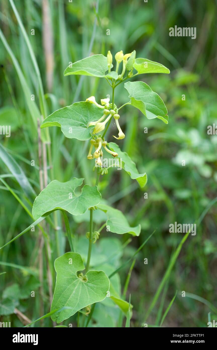 European birthwort (Aristolochia clematitis) is a poisonous perennial