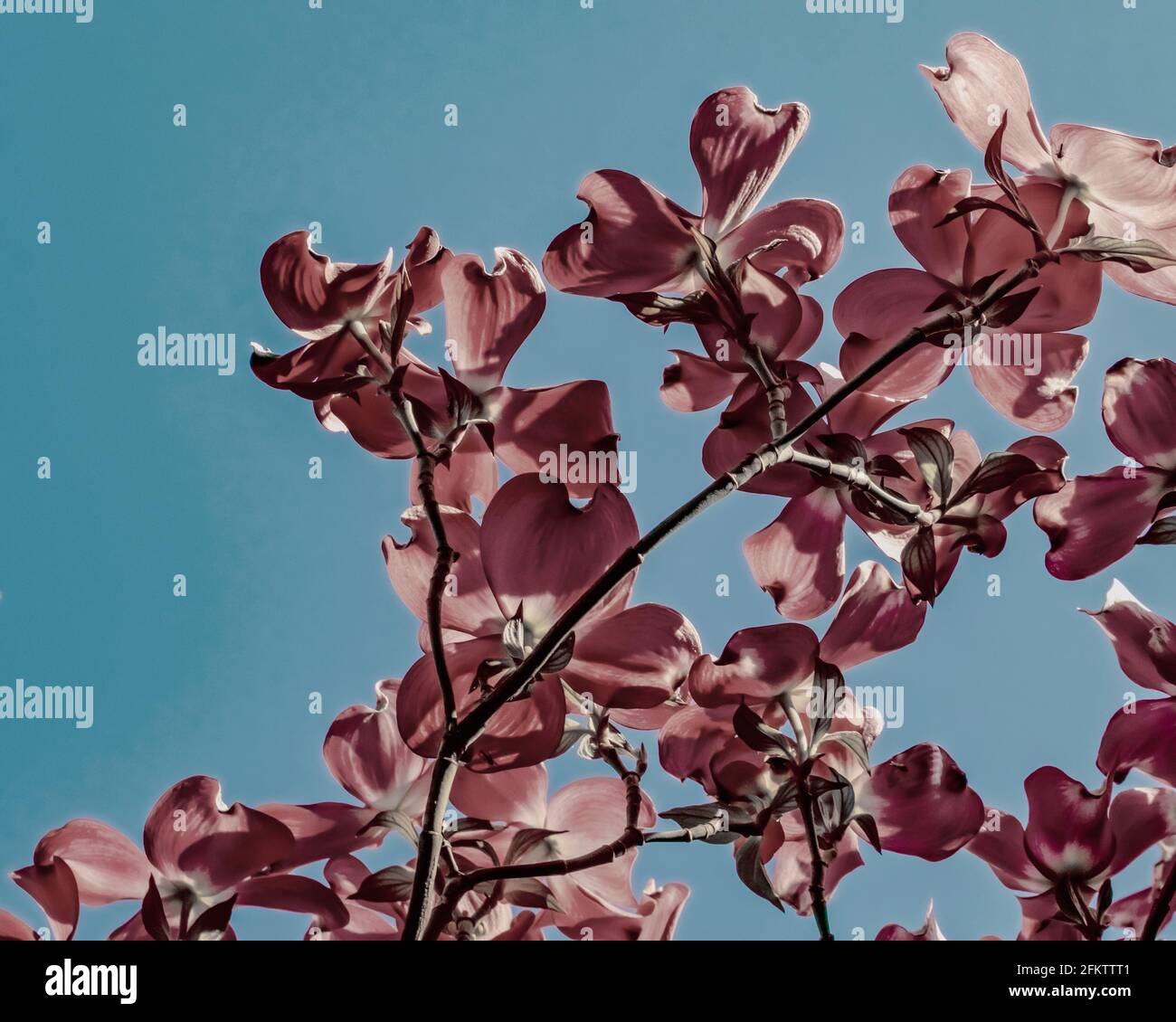 Pink blossoming dogwood tree with blue sky background Stock Photo