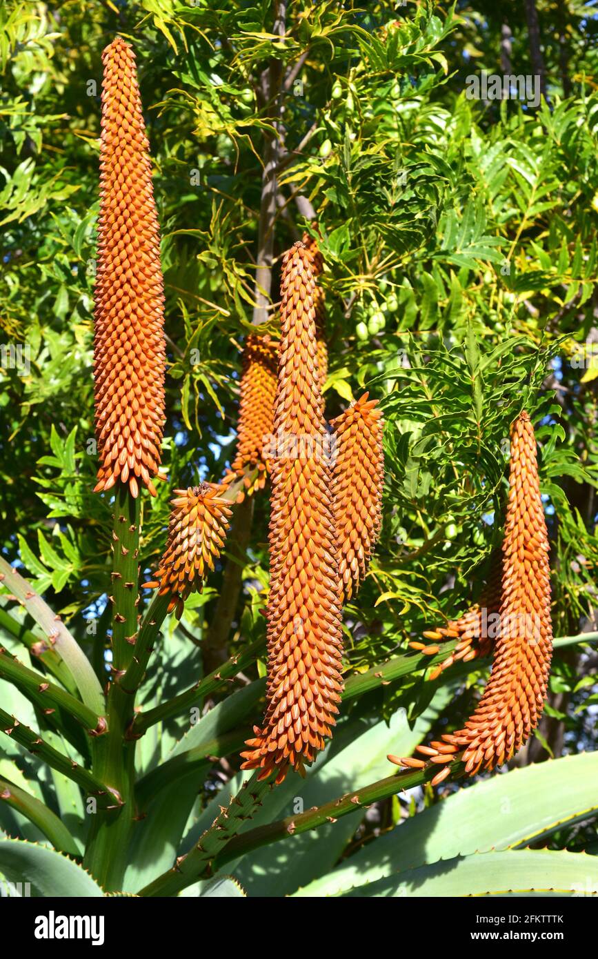 Dune aloe (Aloe thraskii) is an arborescent perennial plant native to South Africa. Stock Photo