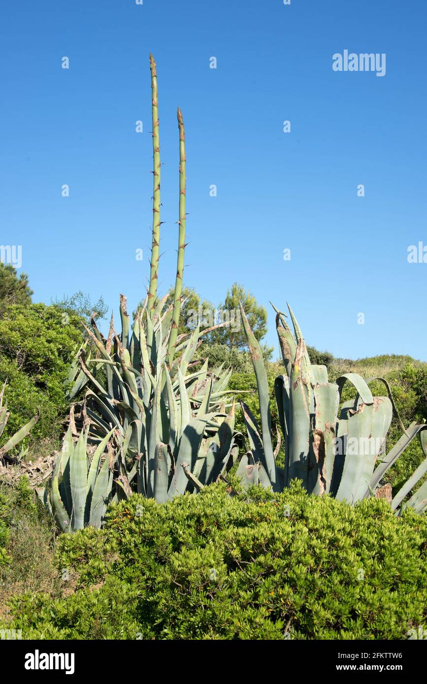 Century plant or maguey (Agave americana) is a succulent plant native to Mexico but widely naturalized in other regions (Mediterranean basin, South Stock Photo