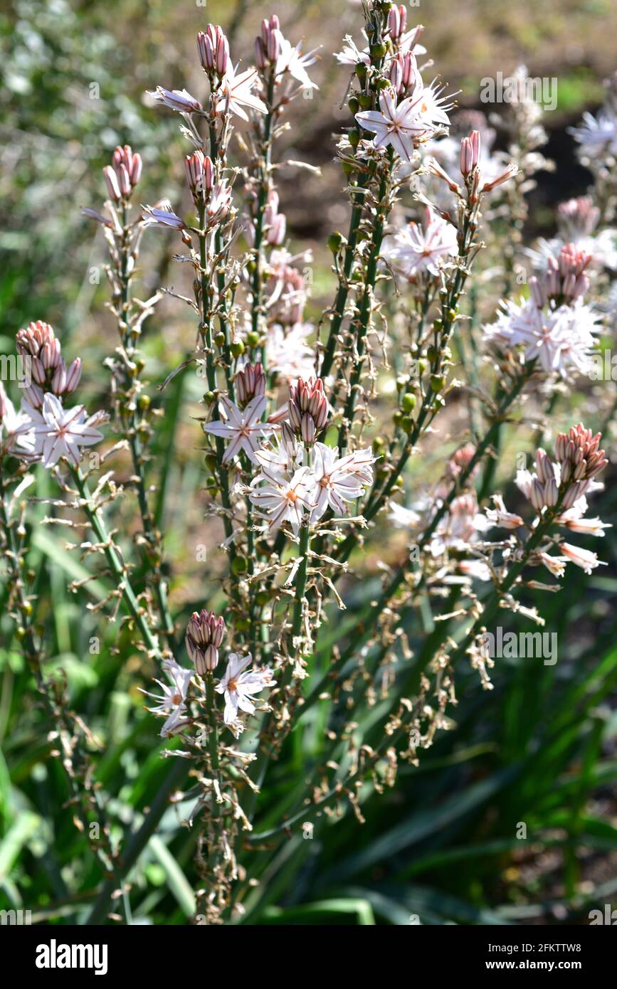 Summer asphodel (Asphodelus aestivus) is a poisonous perennial herb native to Mediterranean basin. Stock Photo