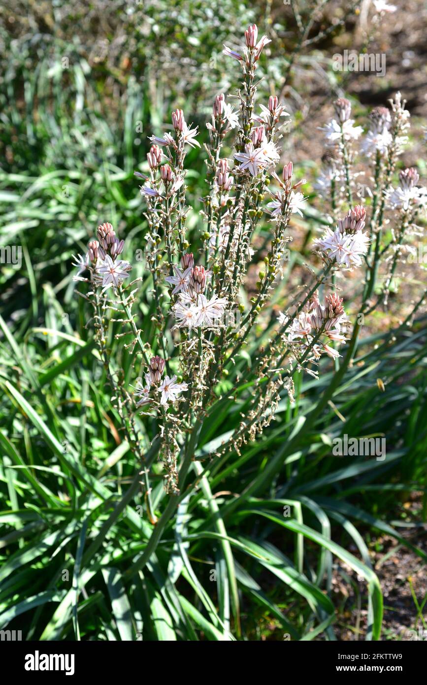 Summer asphodel (Asphodelus aestivus) is a poisonous perennial herb native to Mediterranean basin. Stock Photo