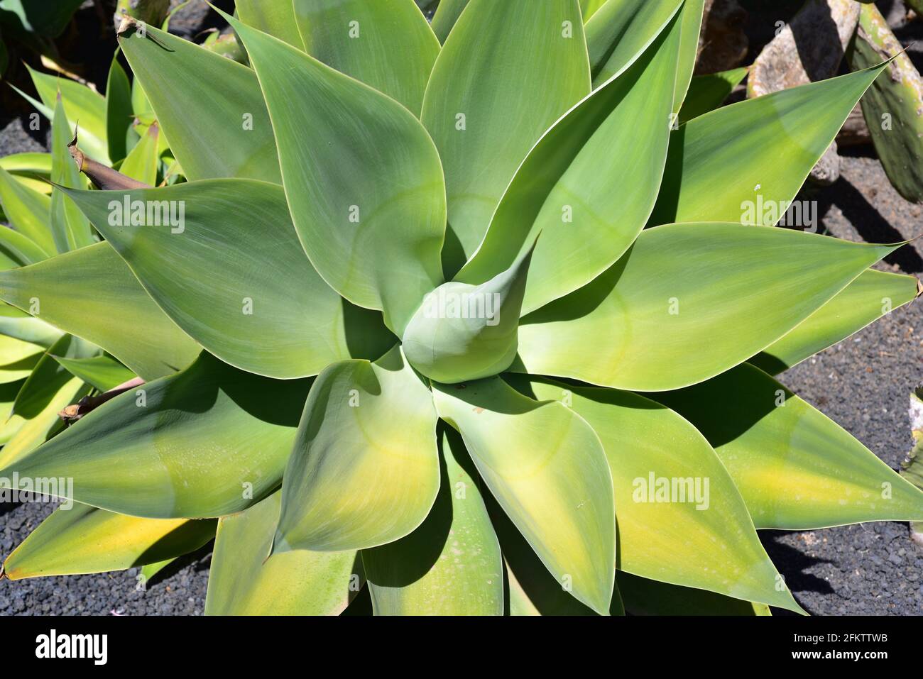Foxtail or swan's neck agave (Agave attenuata) is a succulent ornamental plant endemic to central Mexico. Rosette. Stock Photo