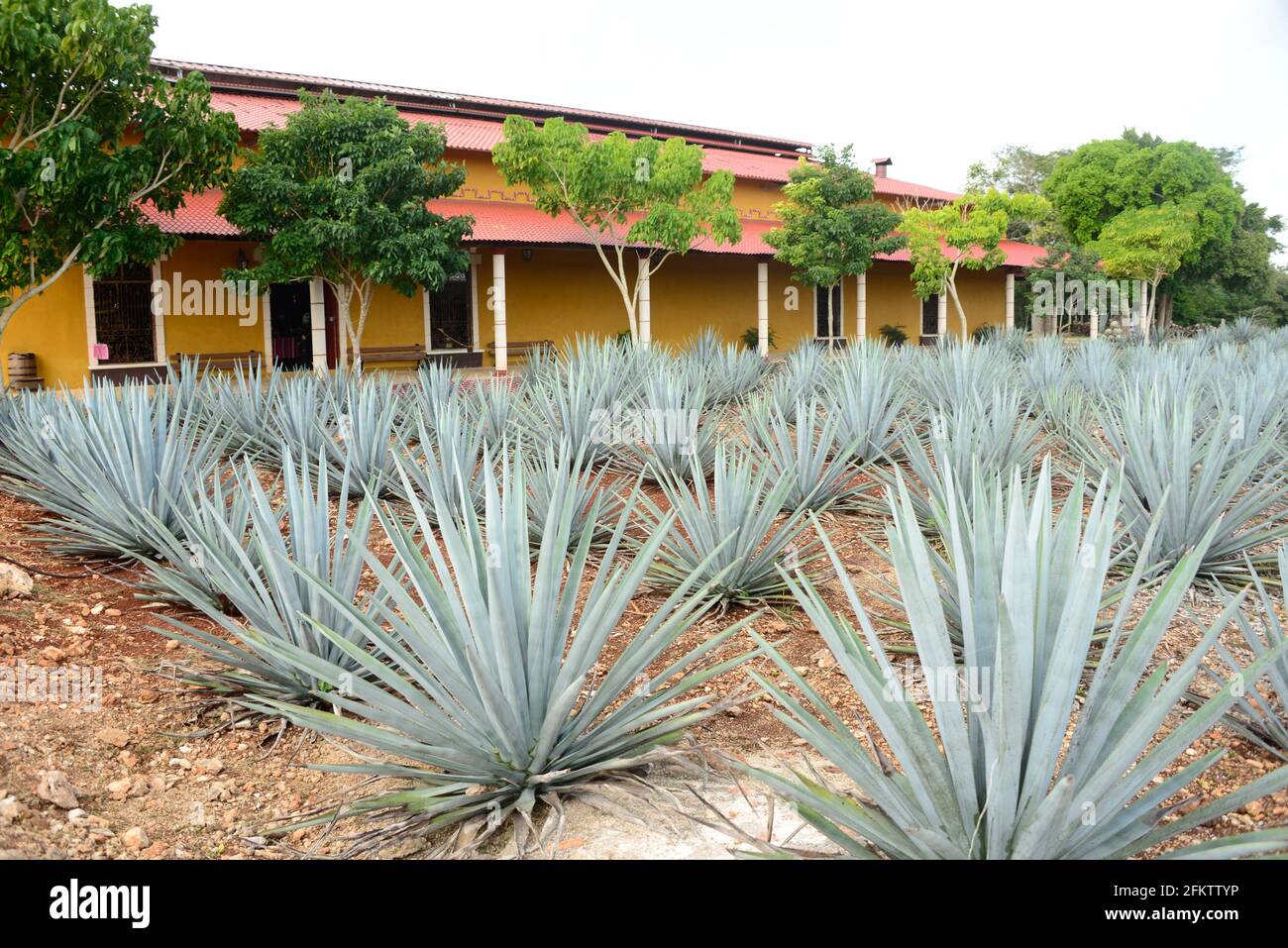 Tequila agave or blue agave (Agave tequilana) is a succulent plant native to Mexico. It is