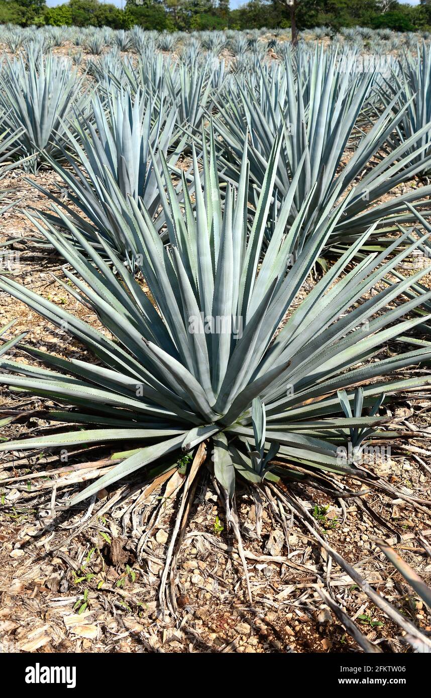 Tequila agave or blue agave (Agave tequilana) is a succulent plant native to Mexico. It is cultivated to obtain tequila. Crop in Mexico. Stock Photo