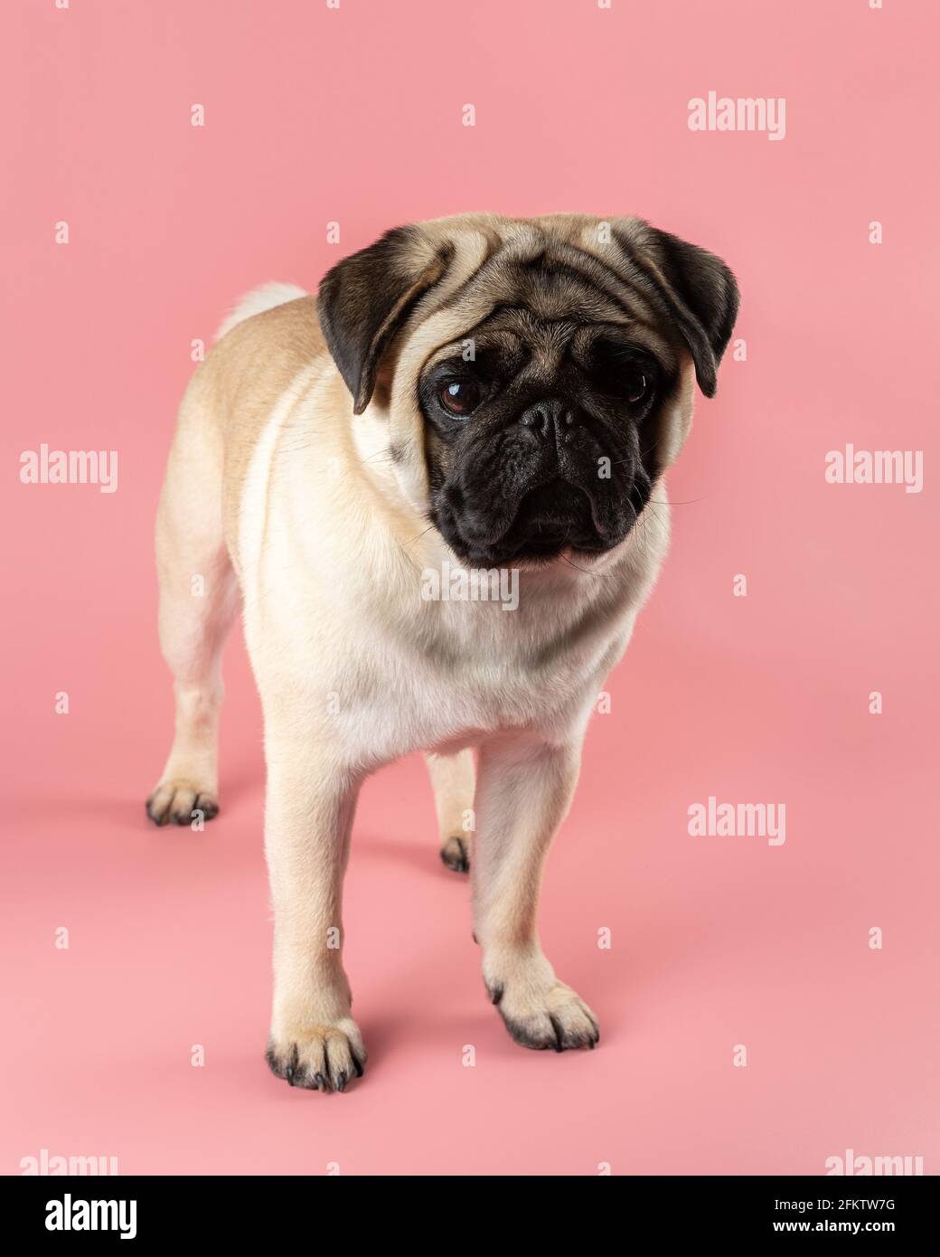 Cute Pug dog on pink background. Stock Photo