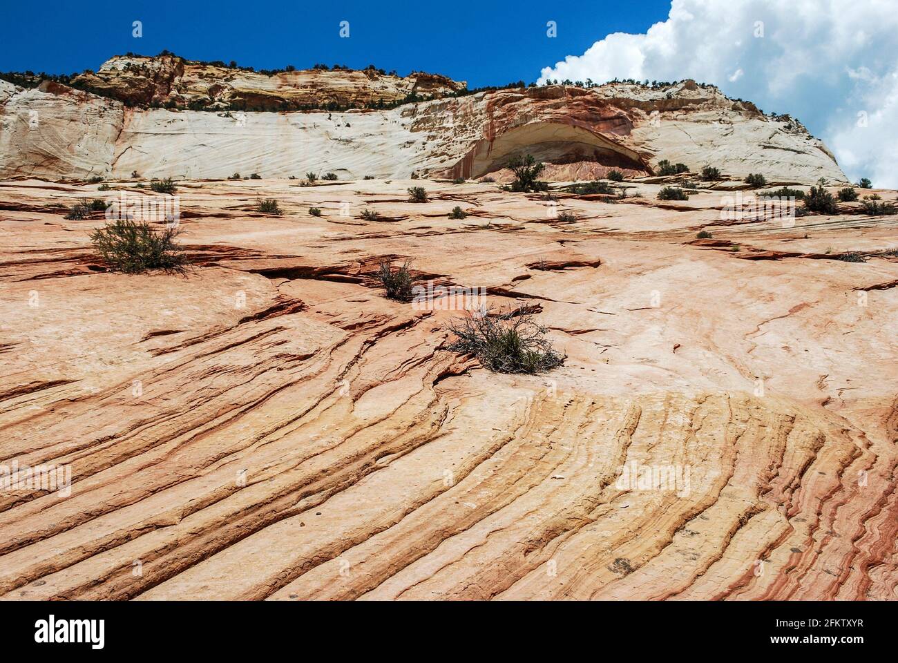 Crossbedding Navajo sandstone. Rock formations. Zion National Park
