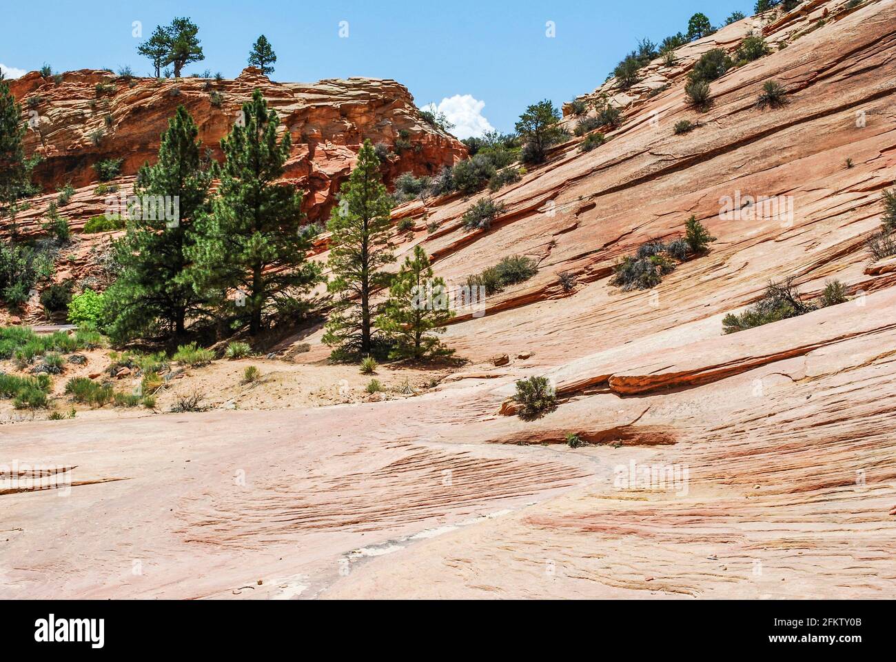 Crossbedding Navajo sandstone. Rock formations. Zion National Park