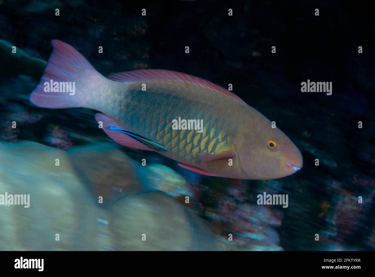 Bridled Parrotfish (Scarus frenatus) being cleaned by a Bluestreak Cleaner Wrasse (Labroides dimidiatus), West White Beach dive site, Christmas Stock Photo