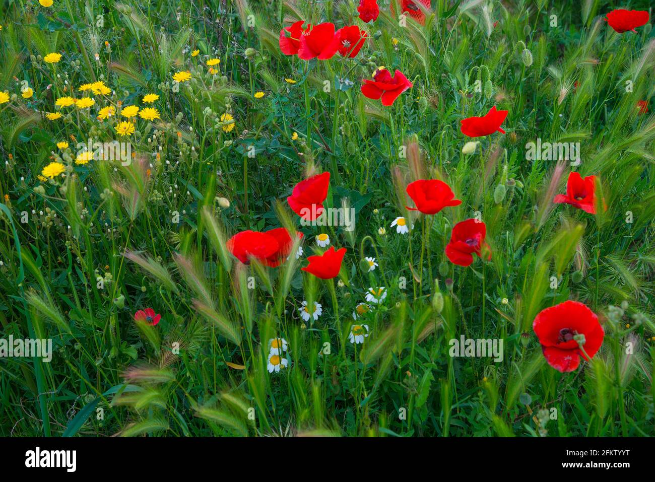 Poppy flowers. Stock Photo
