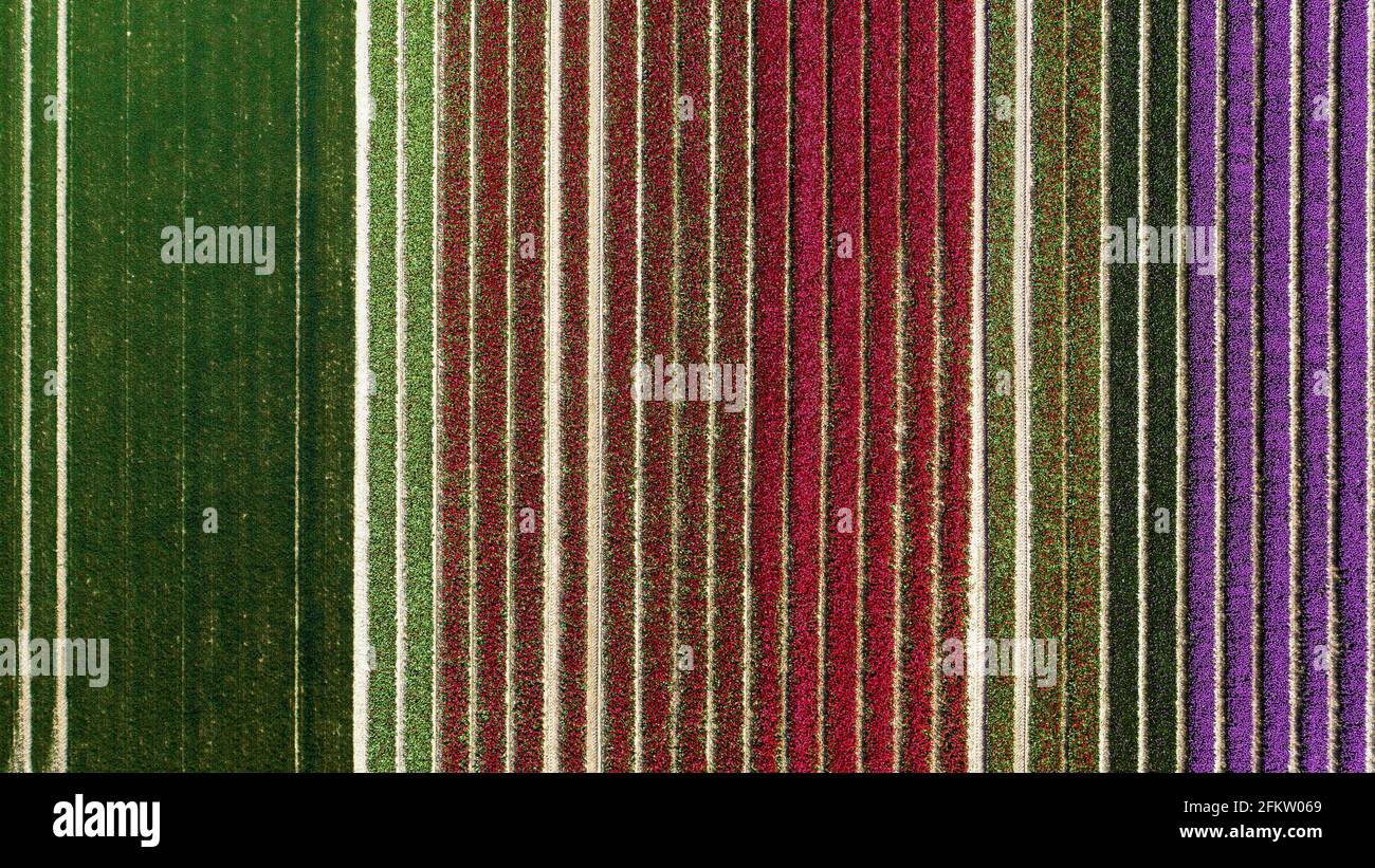 Aerial view of colorful tulip fields in the Netherlands Stock Photo - Alamy