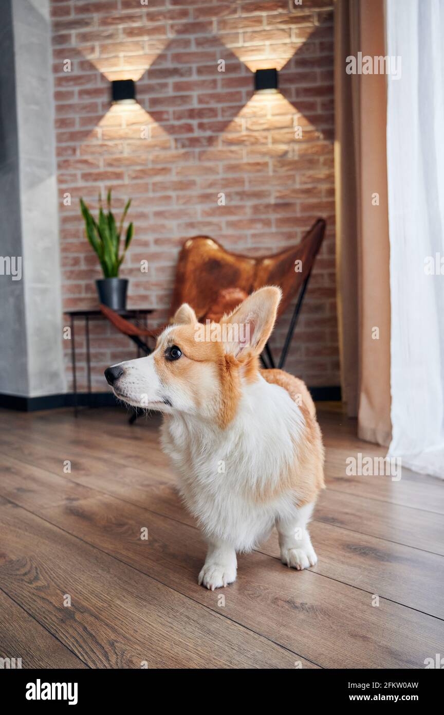 Cute Pembroke Welsh Corgi standing on wooden floor and looking at something with curiosity. Adorable red and white dog standing on parquet in apartment. Concept of pets. Stock Photo
