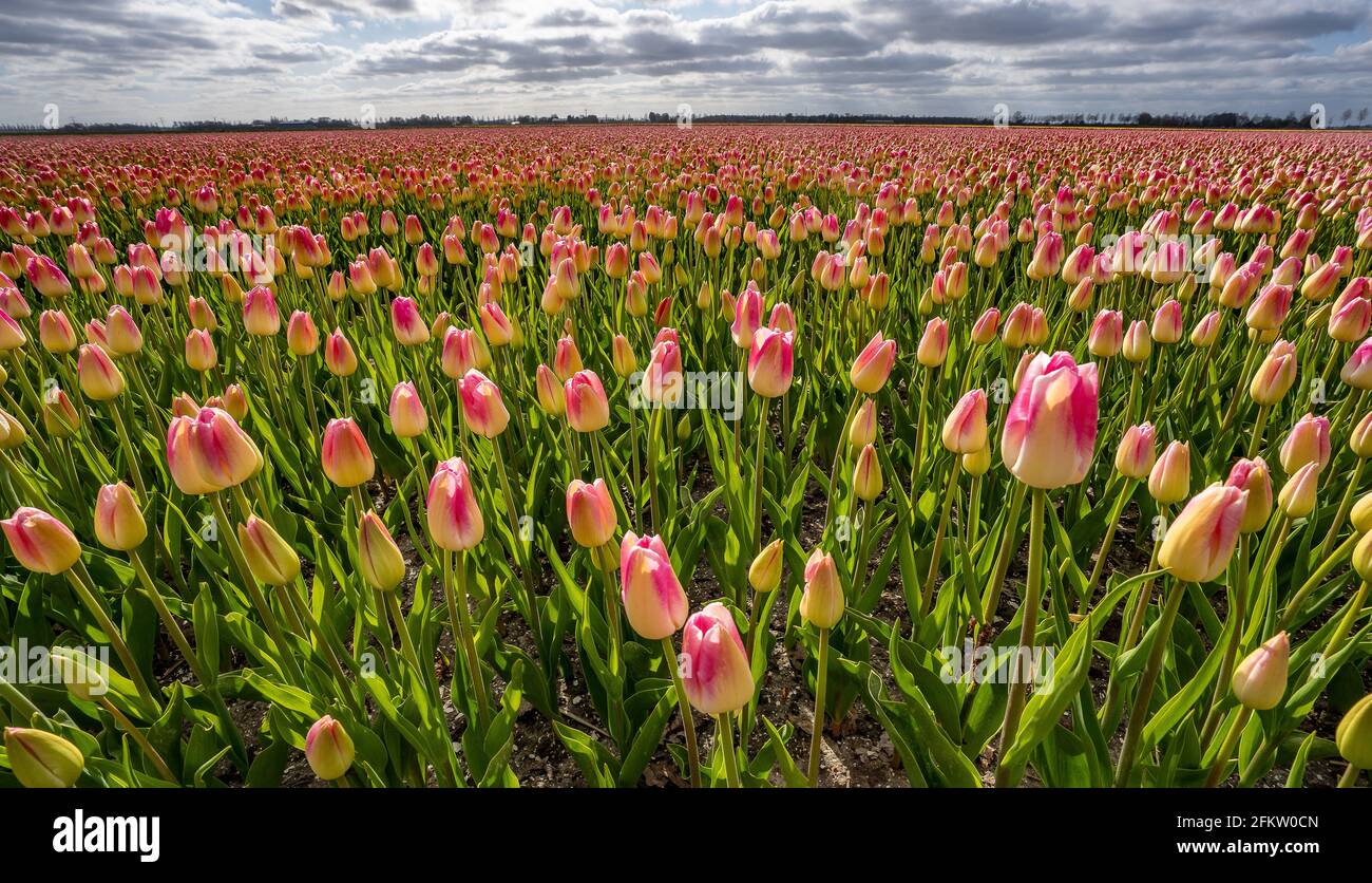Field of red and yellow tulips Stock Photo - Alamy