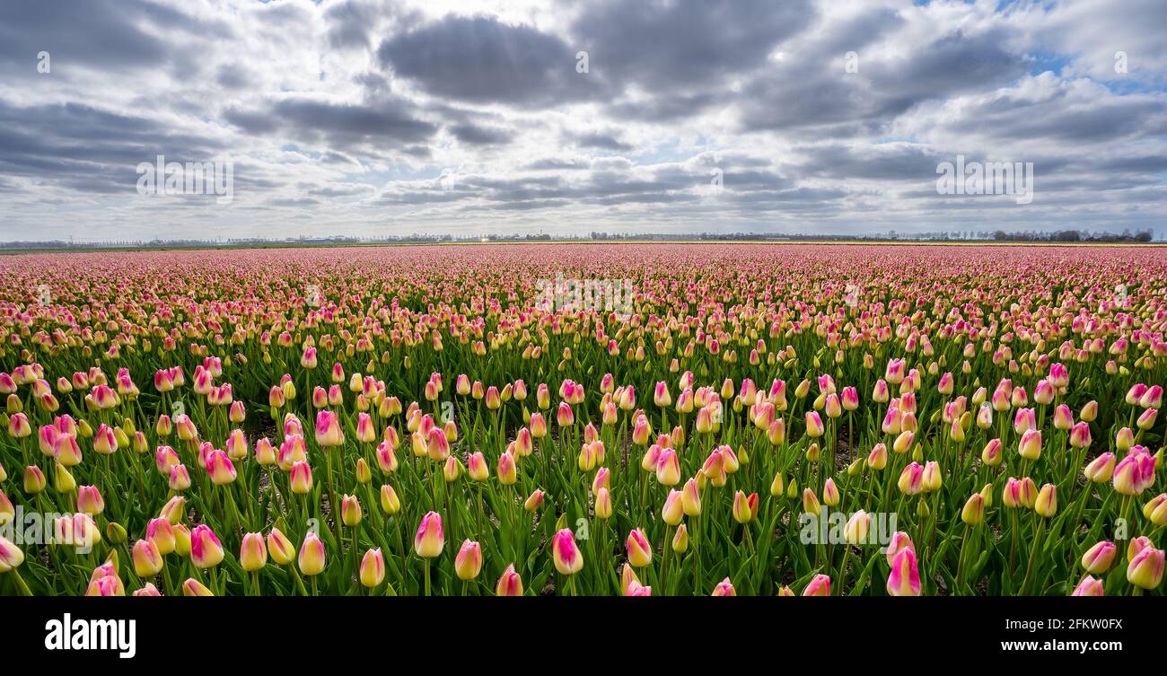 Field of red and yellow tulips Stock Photo - Alamy