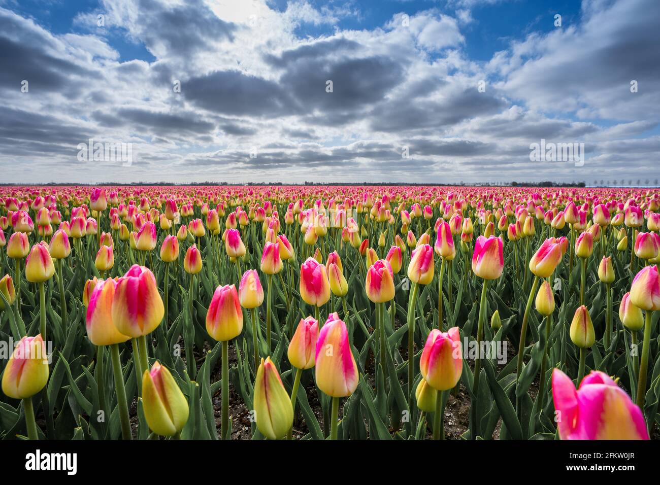 Field of red and yellow tulips under cloudy sky Stock Photo - Alamy