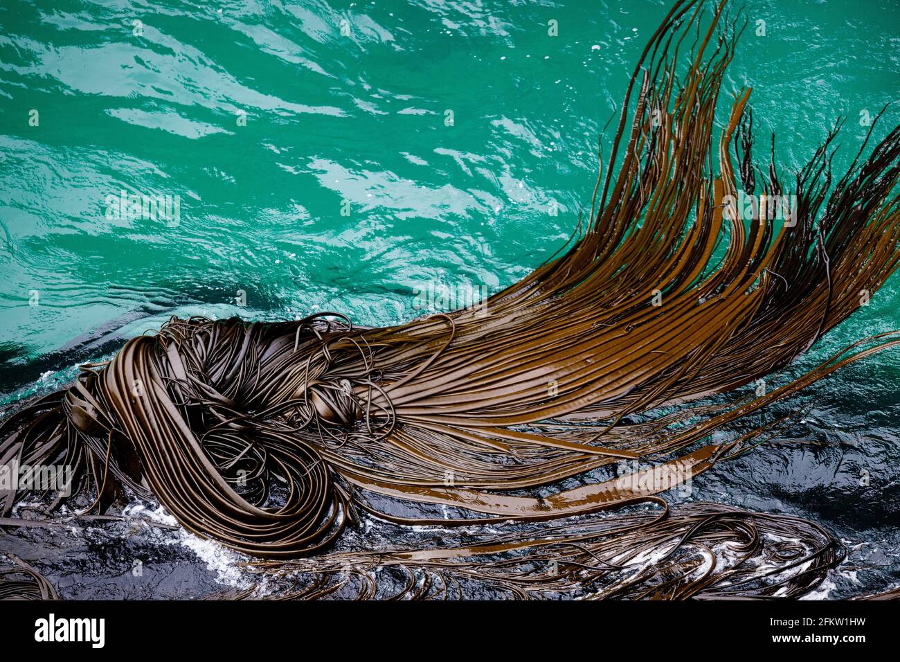 Kelp field in the sea off the Otago peninsula in New Zealand Stock Photo