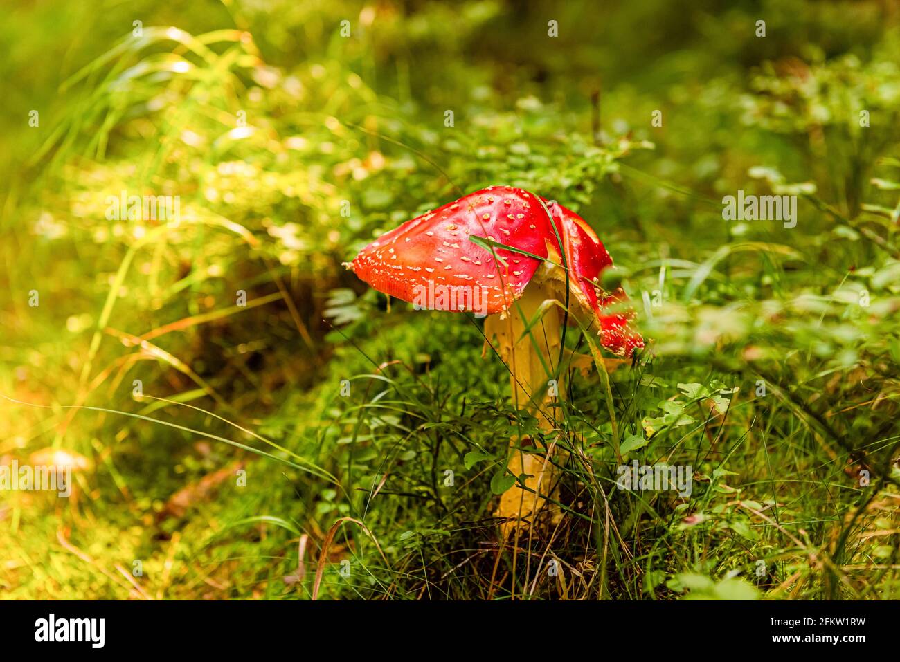 Fly agaric mushroom grows in a deep forest. Natural background. Close up photo Stock Photo