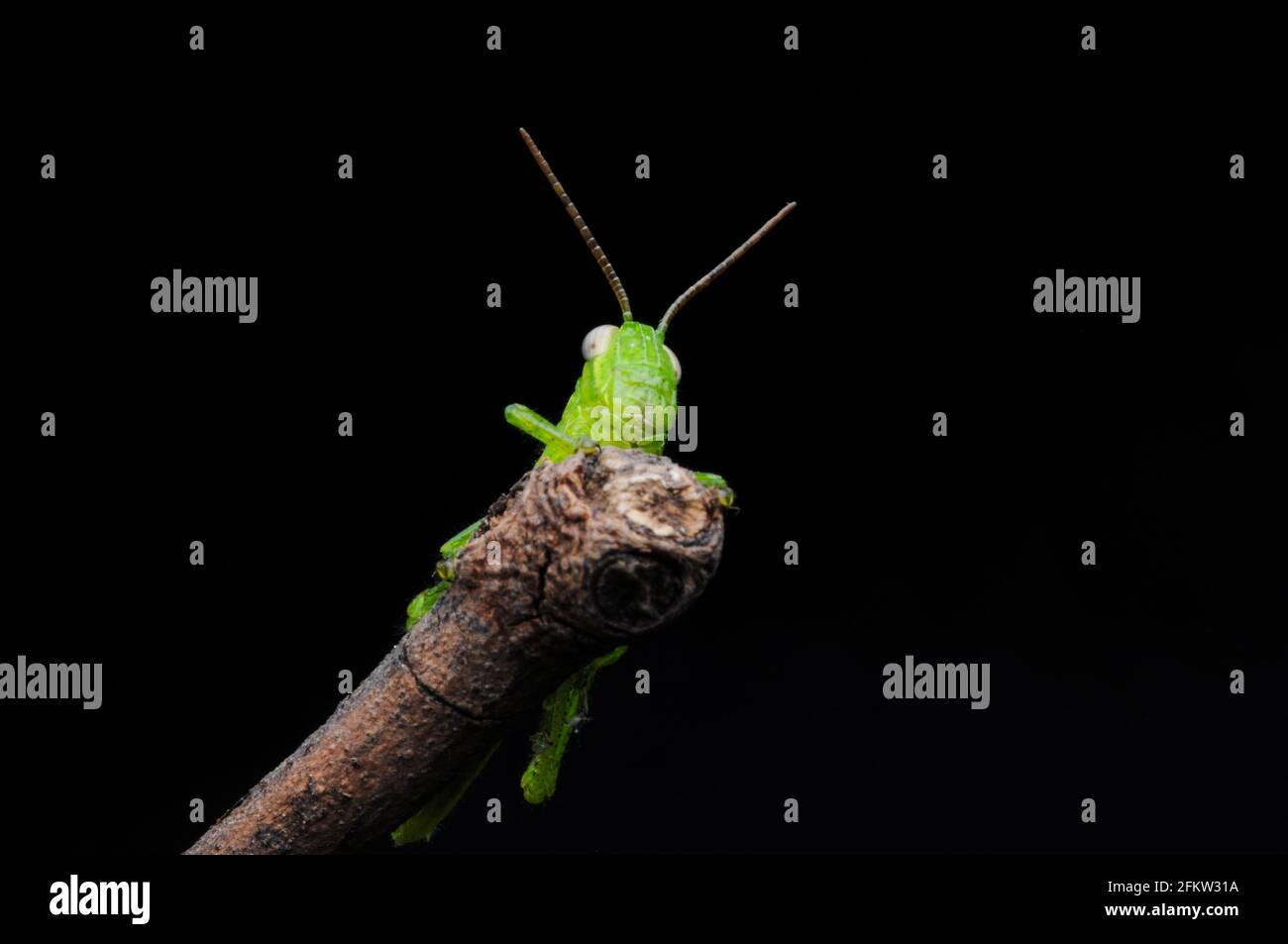 Green grasshopper hanging on the wood on a black background Stock Photo